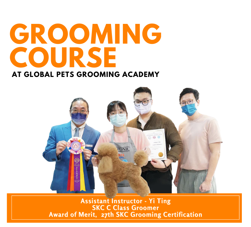 grooming course with yiting-mobile